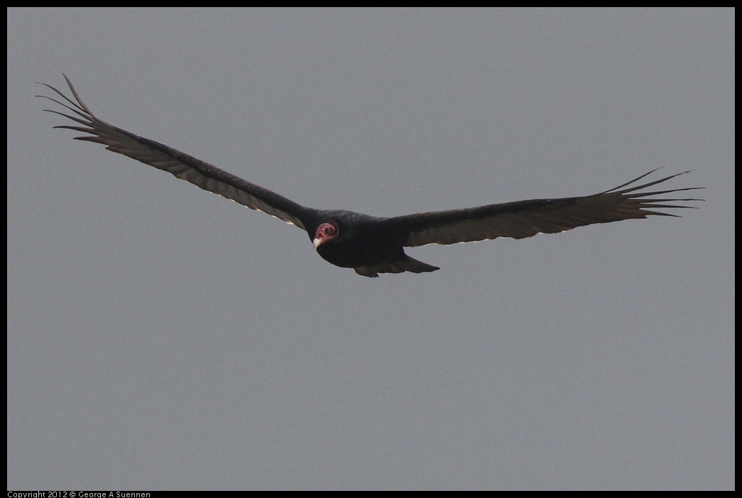 0121-104102-01.jpg - Turkey Vulture