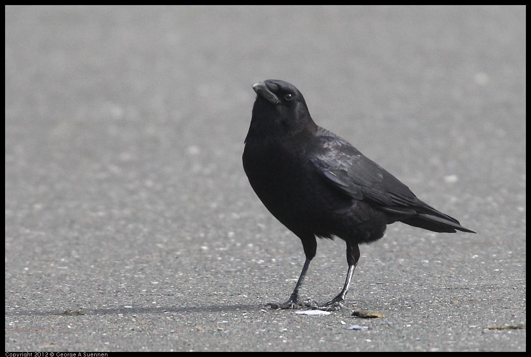 0121-110026-01.jpg - Common Raven