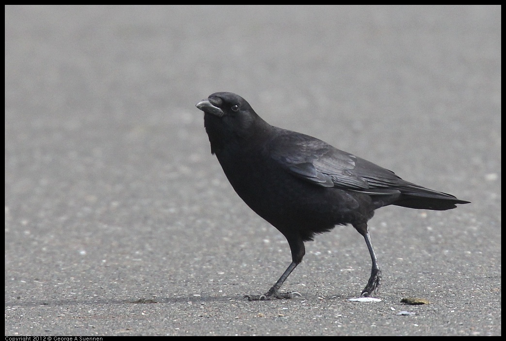 0121-110028-02.jpg - Common Raven