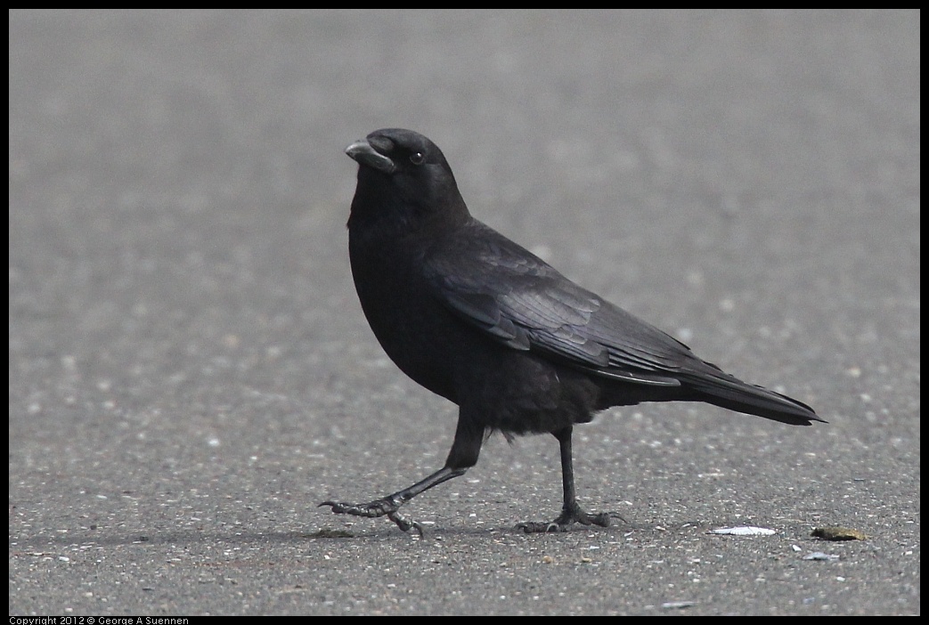 0121-110028-03.jpg - Common Raven
