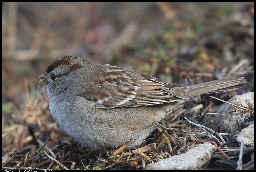 0121-110231-01.jpg - White-crowned Sparrow
