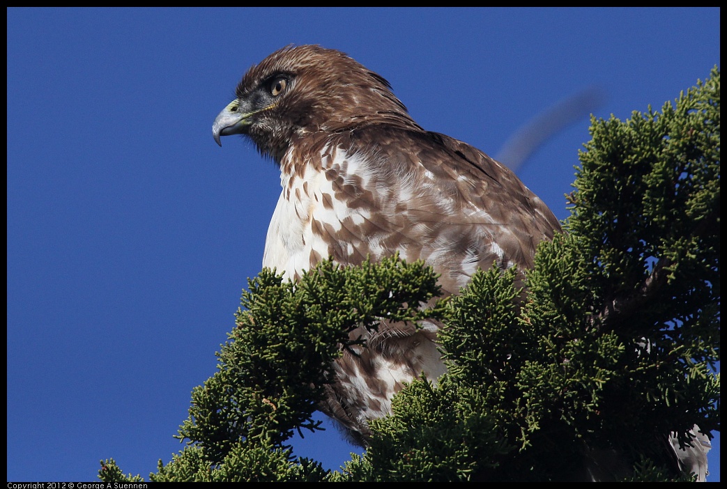 0121-113718-01.jpg - Red-tailed Hawk Juvenile