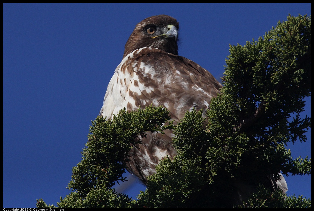 0121-113728-02.jpg - Red-tailed Hawk Juvenile