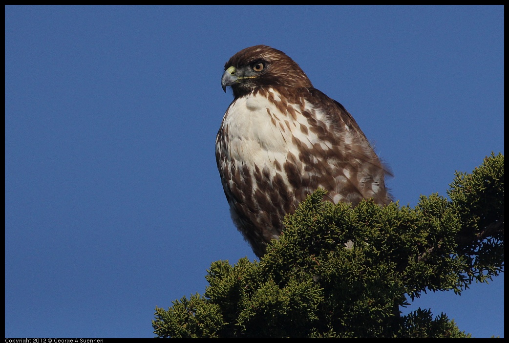 0121-113907-02.jpg - Red-tailed Hawk Juvenile