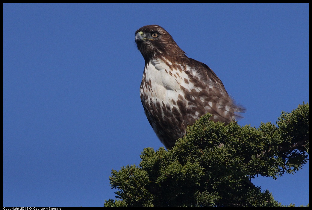 0121-113933-01.jpg - Red-tailed Hawk Juvenile