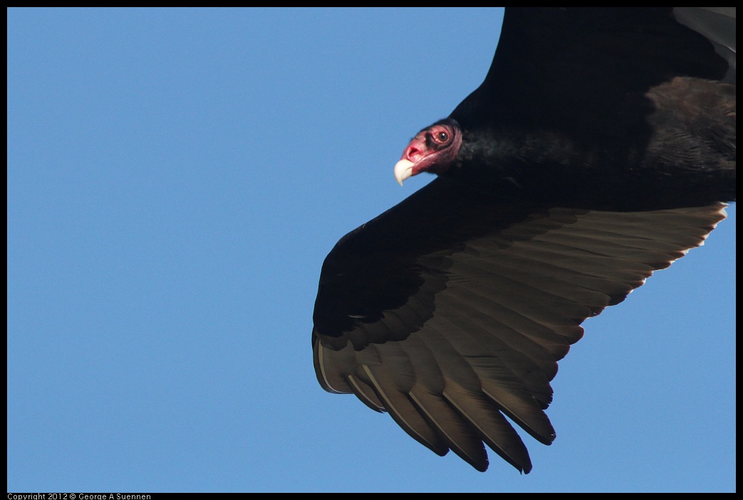 0121-114121-01.jpg - Turkey Vulture
