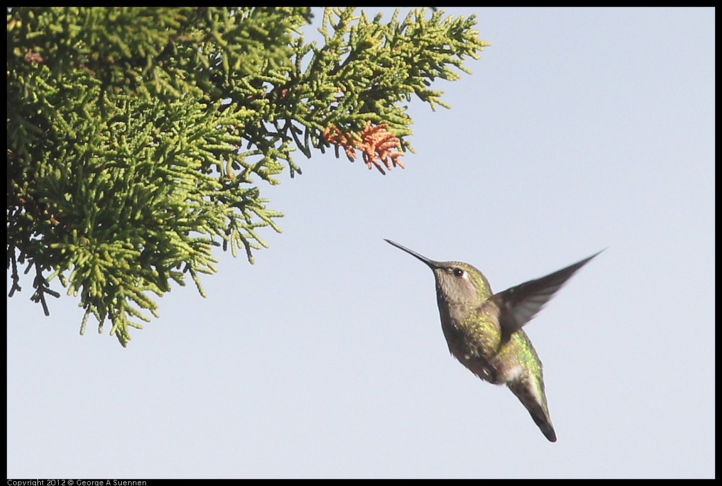0121-114250-05.jpg - Anna's Hummingbird Female