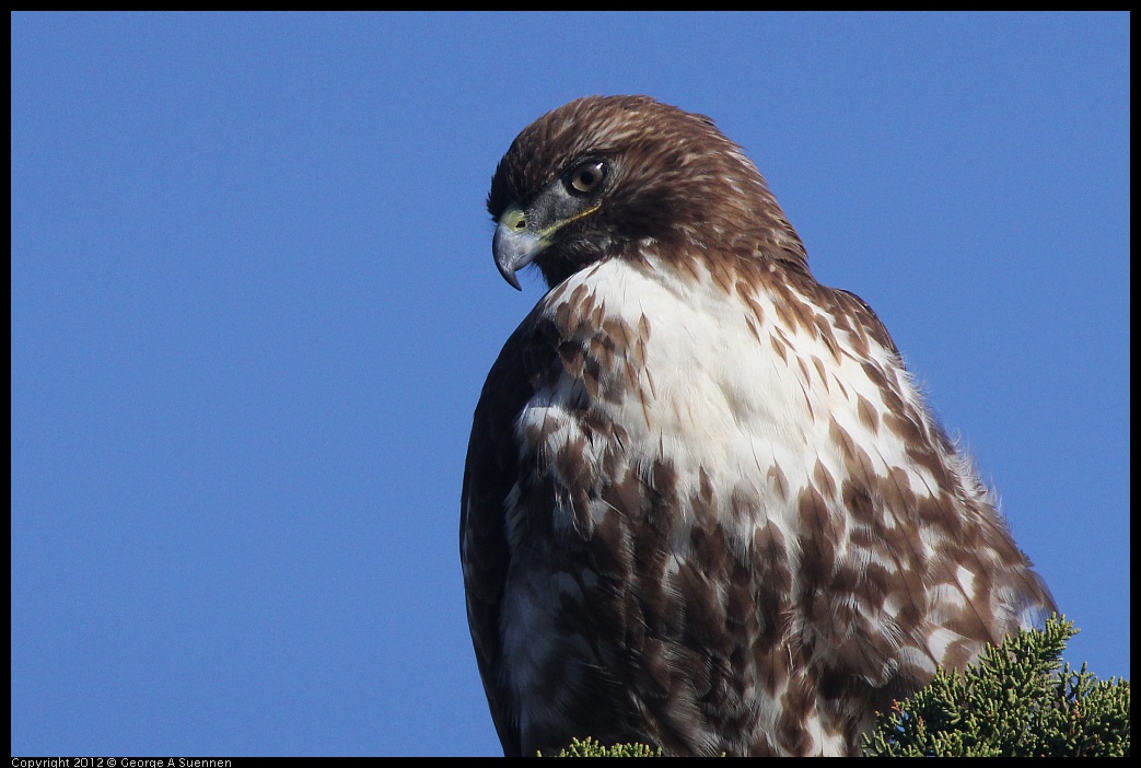 0121-114259-01.jpg - Red-tailed Hawk Juvenile