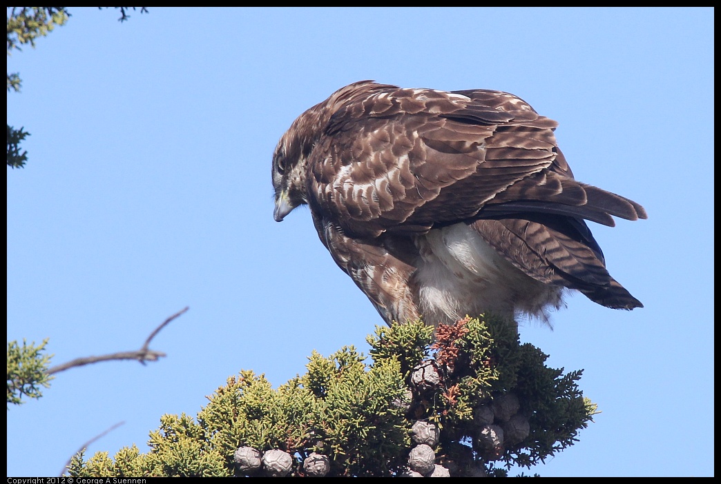 0121-114415-02.jpg - Red-tailed Hawk Juvenile