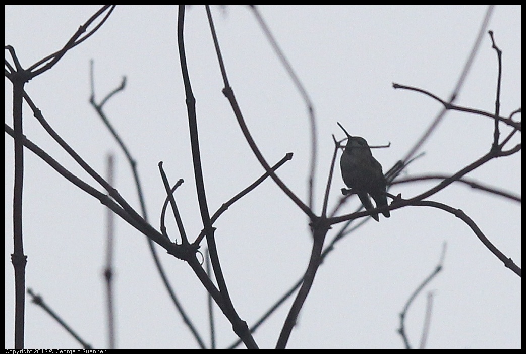 0124-081611-01.jpg - Anna's Hummingbird