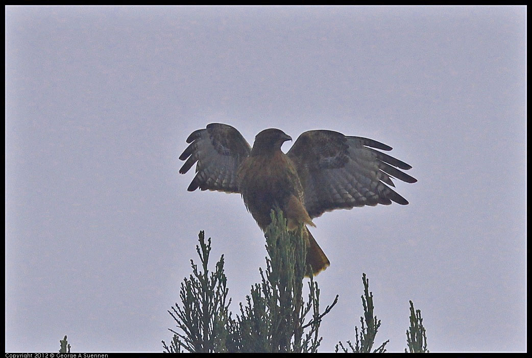 0124-081708-02.jpg - Red-shouldered Hawk