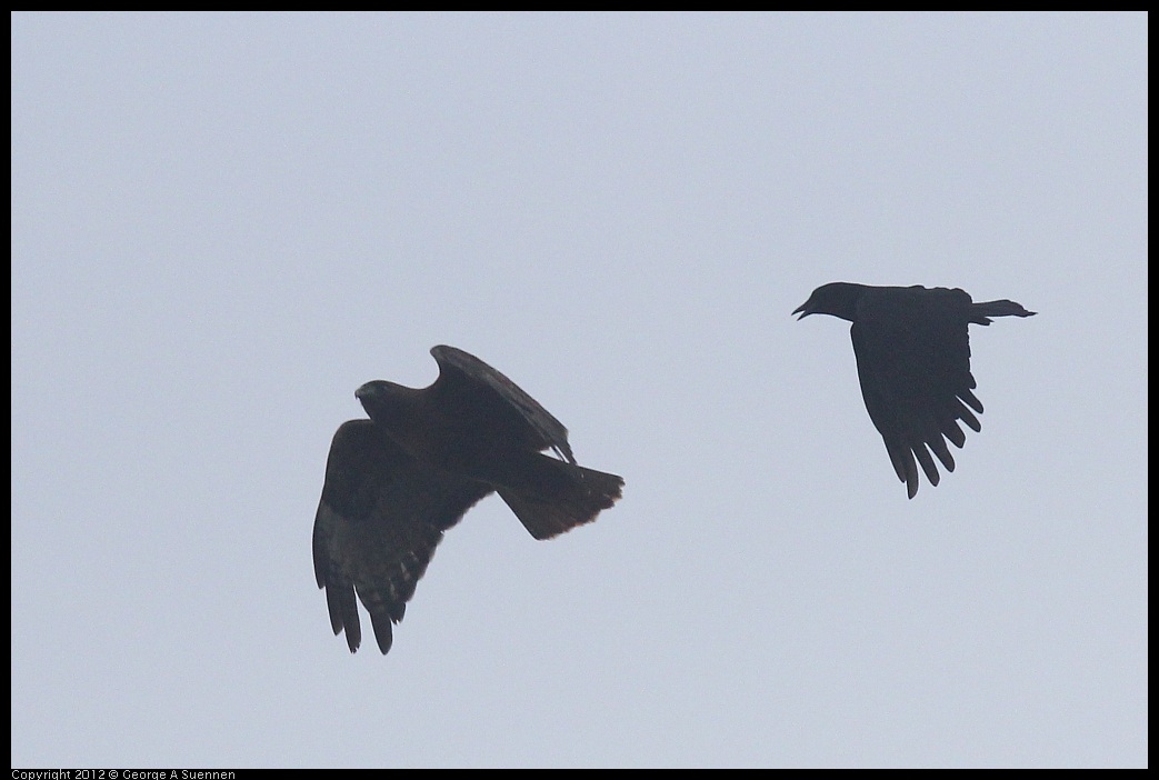 0124-081715-01.jpg - Red-shouldered Hawk and Crow