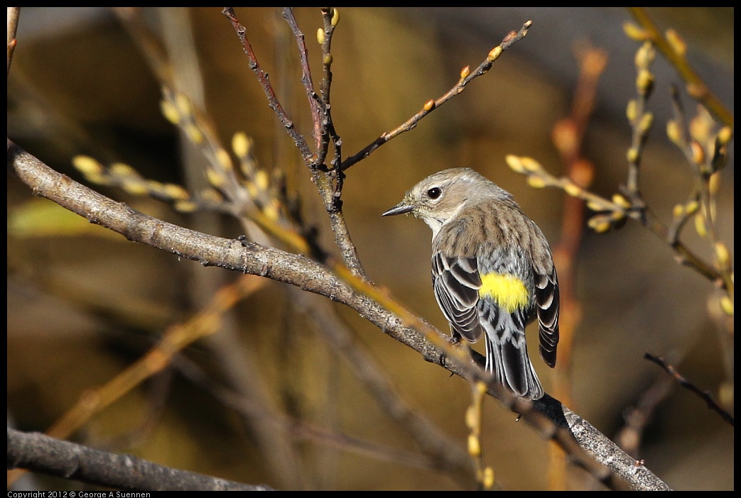 0128-150339-04.jpg - Yellow-rumped Warbler
