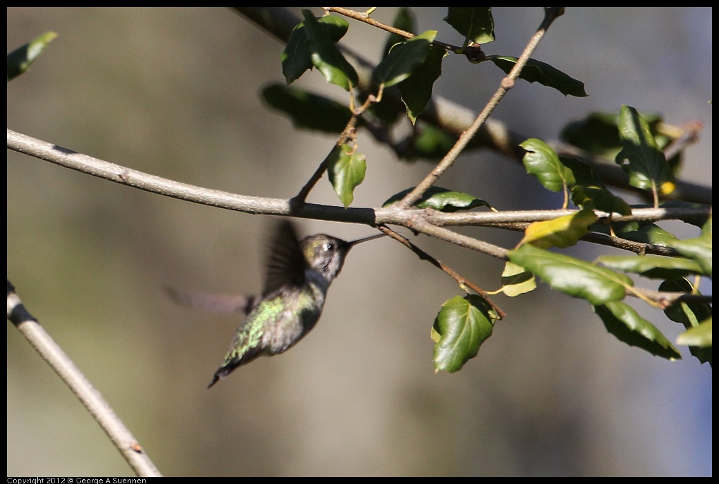 0128-150848-01.jpg - Anna's Hummingbird