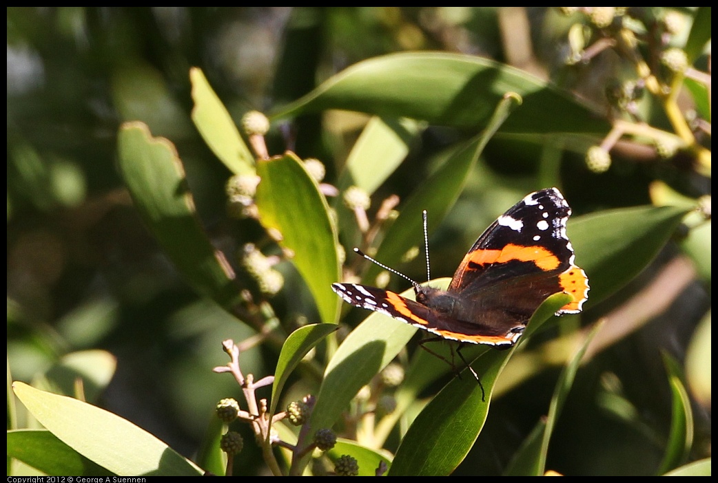 0128-152922-02.jpg - Butterfly