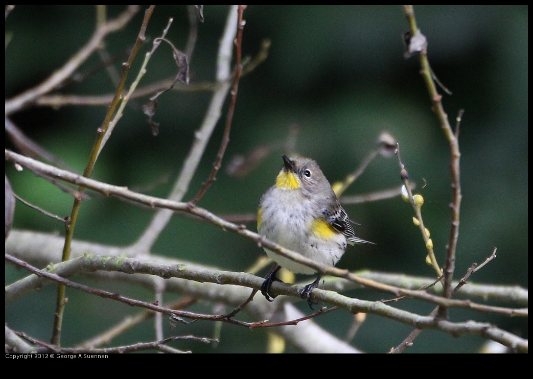 0130-111846-02.jpg - Yellow-rumped Warbler