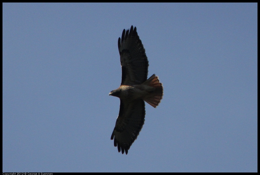0204-110015-02.jpg - Red-tailed Hawk