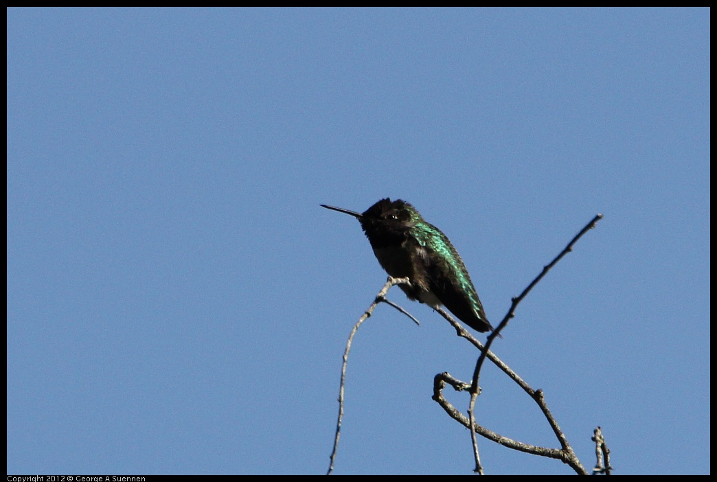 0204-131420-01.jpg - Anna's Hummingbird
