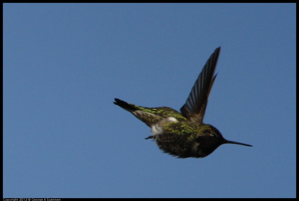 0205-095739-02.jpg - Anne's Hummingbird