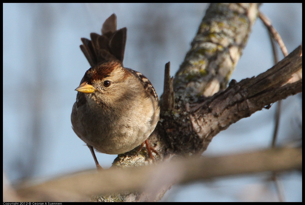 0205-100210-01.jpg - White-crowned Sparrow