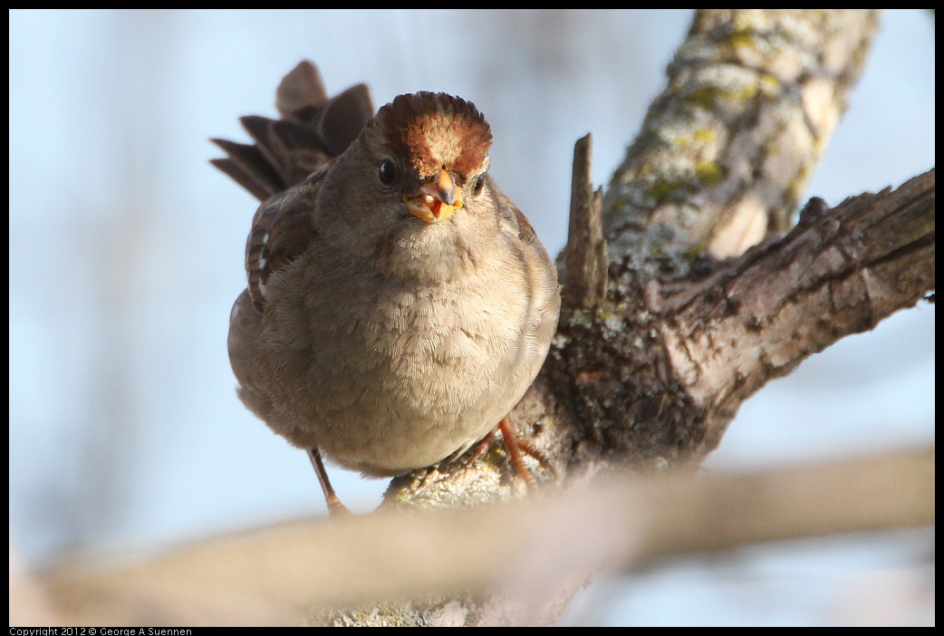 0205-100210-04.jpg - White-crowned Sparrow