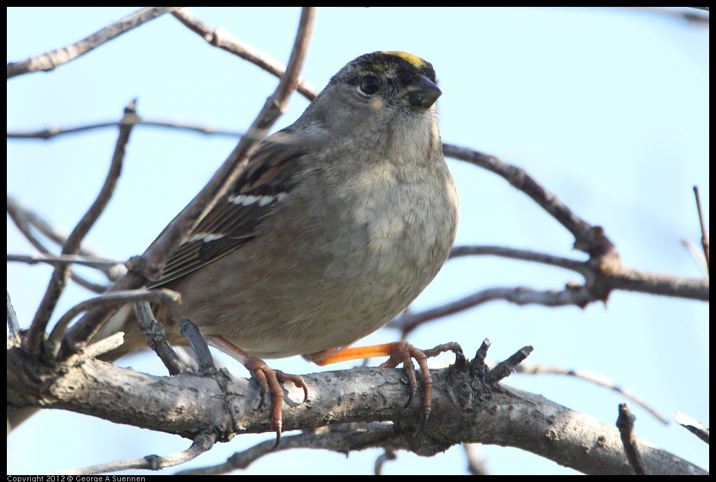 0205-100359-01.jpg - Golden-crowned Sparrow