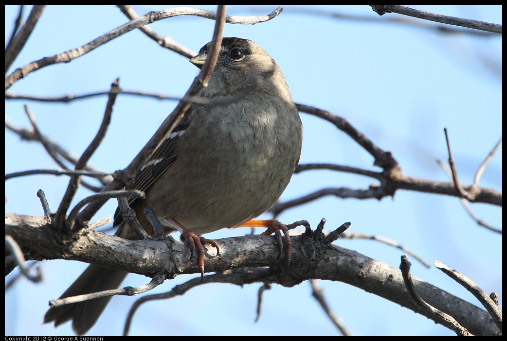 0205-100402-02.jpg - Golden-crowned Sparrow