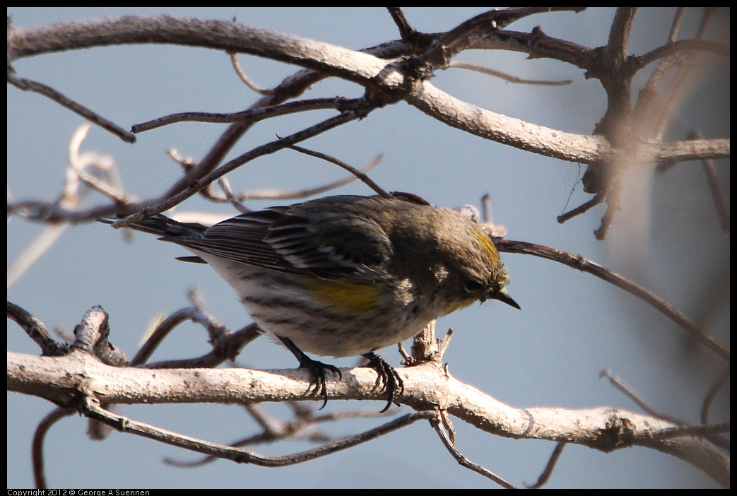 0205-100708-01.jpg - Yellow-rumped Warbler