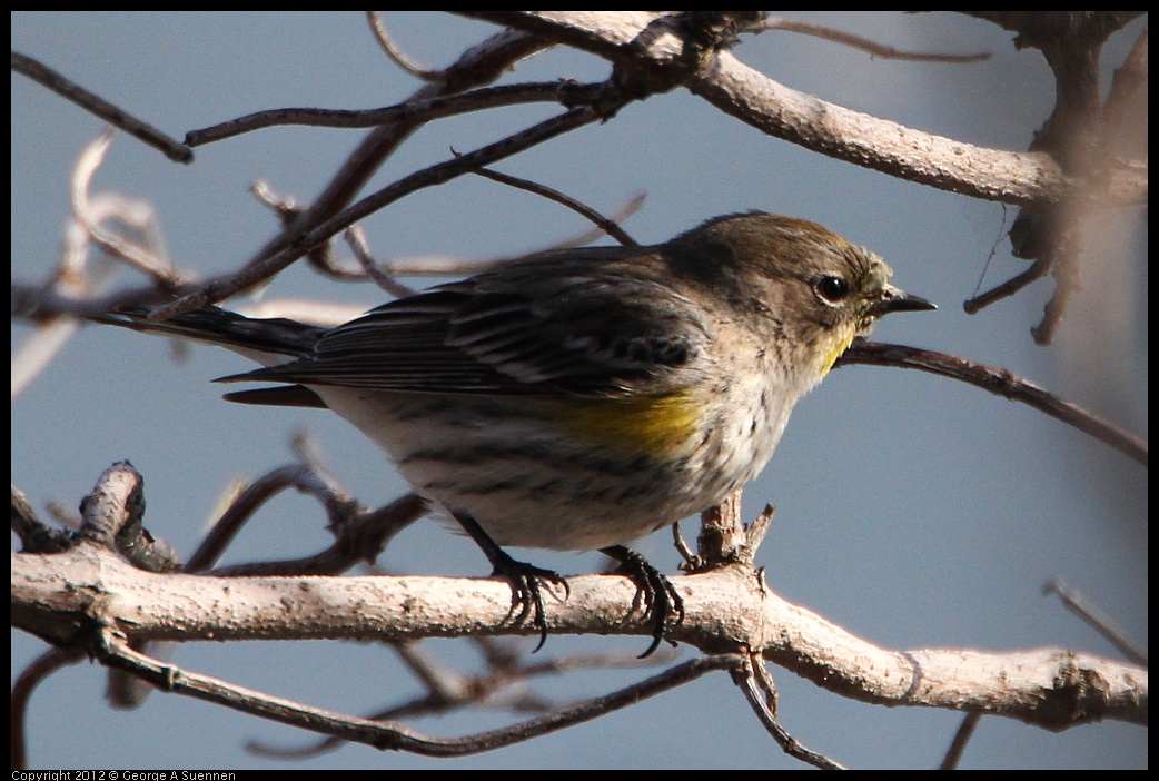 0205-100708-03.jpg - Yellow-rumped Warbler