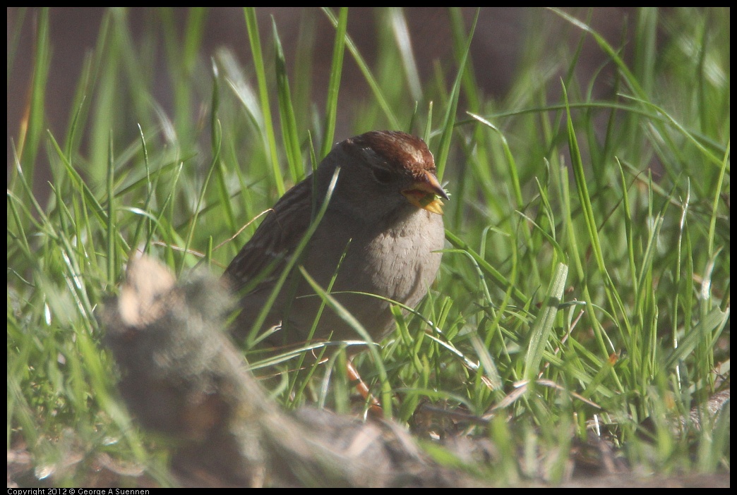 0205-100729-01.jpg - White-crowned Sparrow
