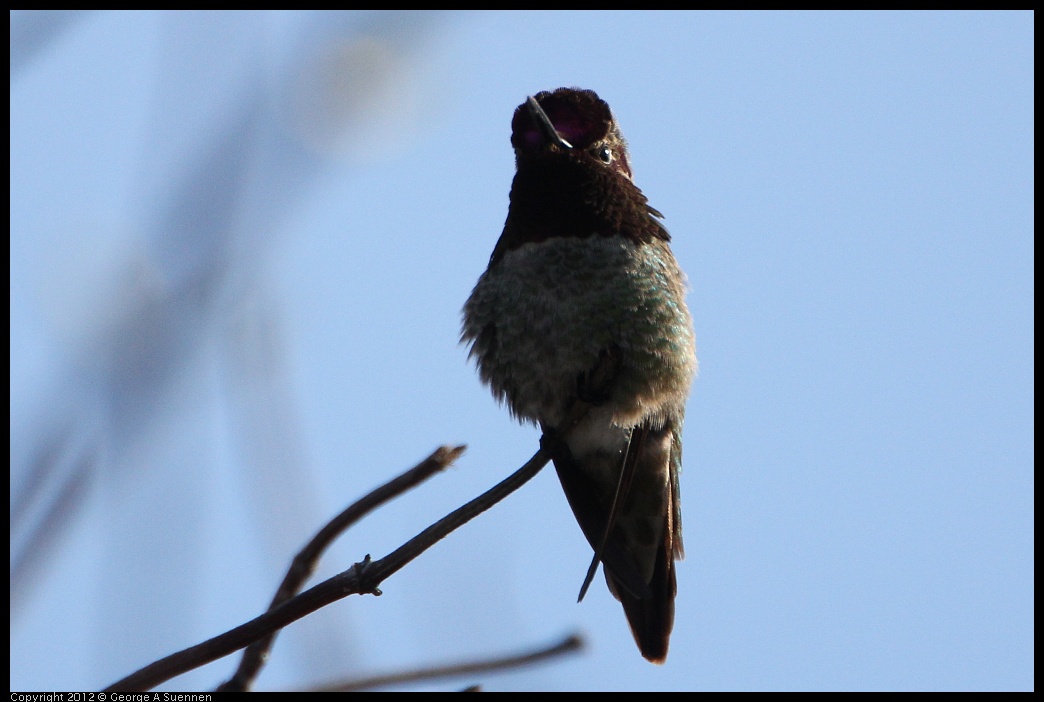 0205-101125-04.jpg - Anne's Hummingbird