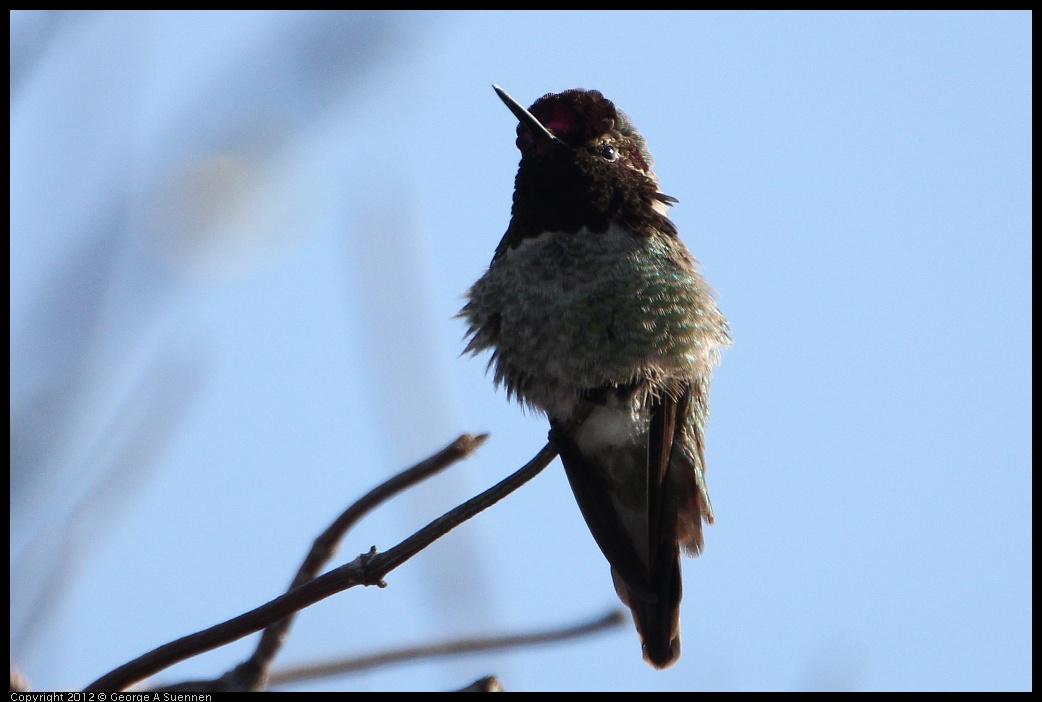 0205-101146-01.jpg - Anne's Hummingbird