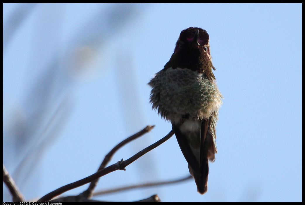 0205-101149-02.jpg - Anne's Hummingbird