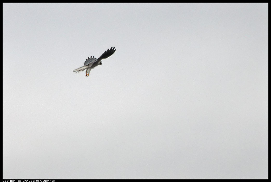 0210-092008-01.jpg - White-tailed Kite