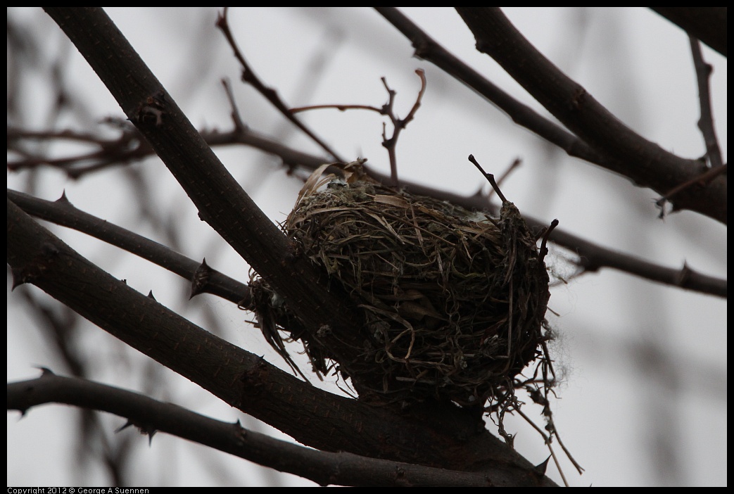 0210-112549-02.jpg - Anna's Hummingbird Nest