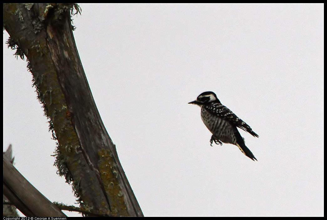 0210-114254-01.jpg - Nuttall's Woodpecker