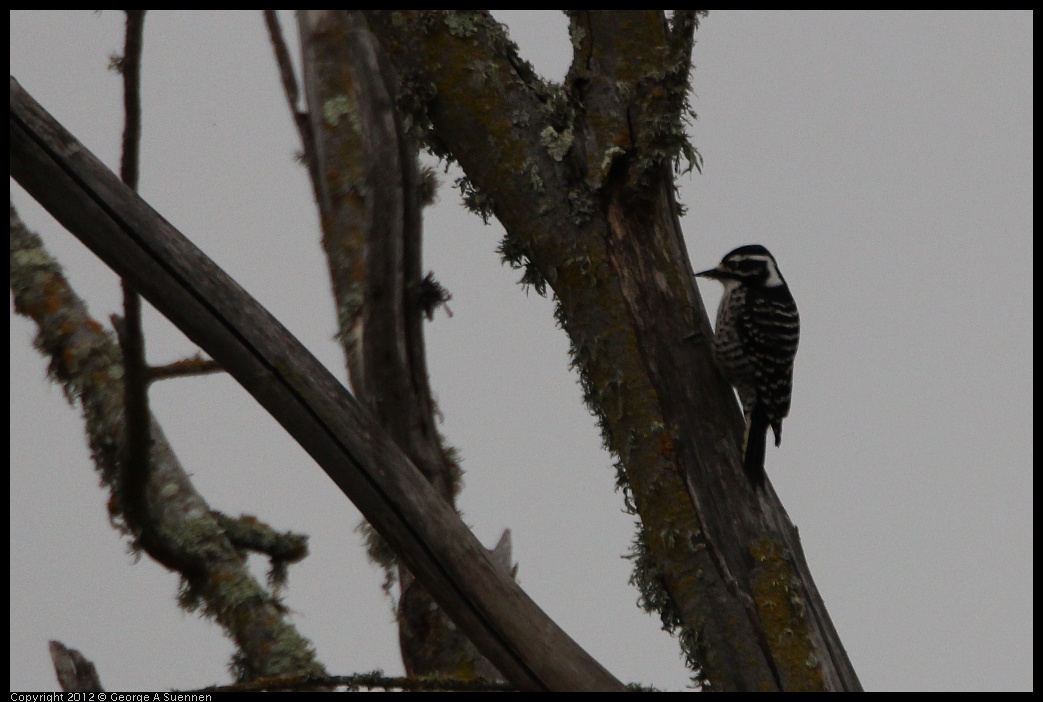 0210-114257-01.jpg - Nuttall's Woodpecker