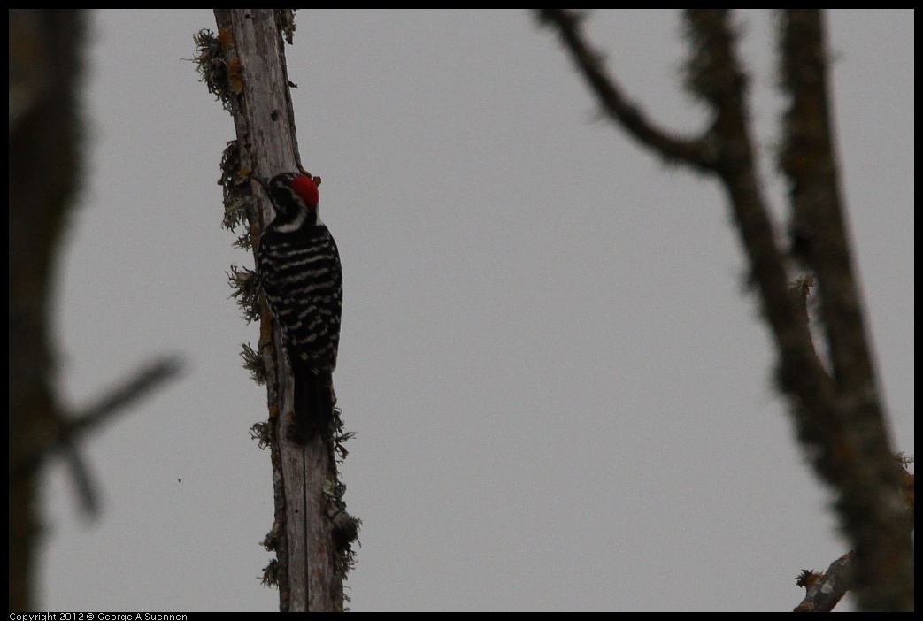 0210-114418-01.jpg - Nuttall's Woodpecker