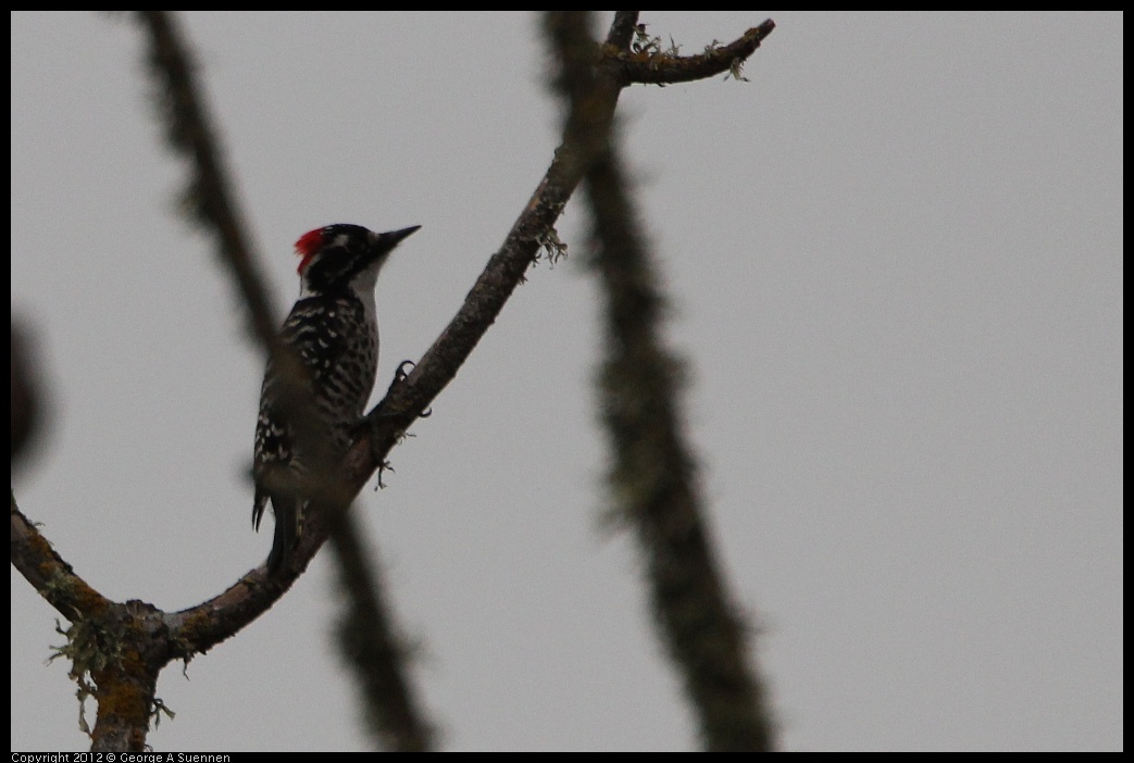 0210-114424-03.jpg - Nuttall's Woodpecker