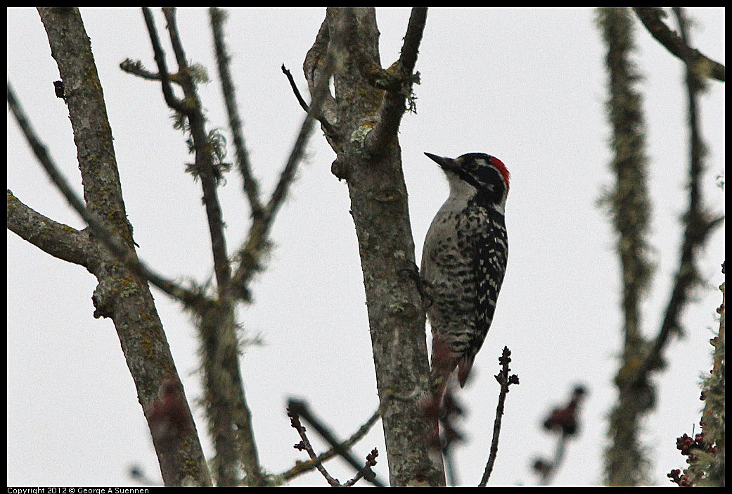 0210-114501-01.jpg - Nuttall's Woodpecker