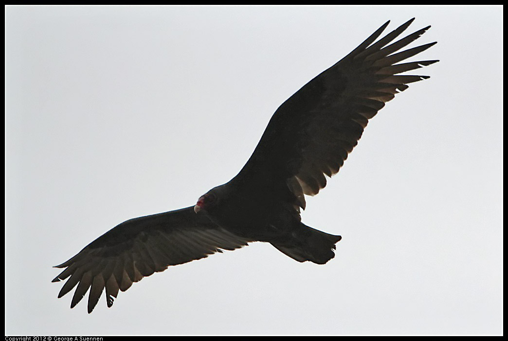 0210-115033-05.jpg - Turkey Vulture