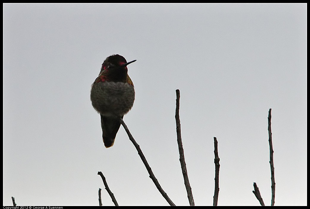 0210-120155-02.jpg - Anna's Hummingbird