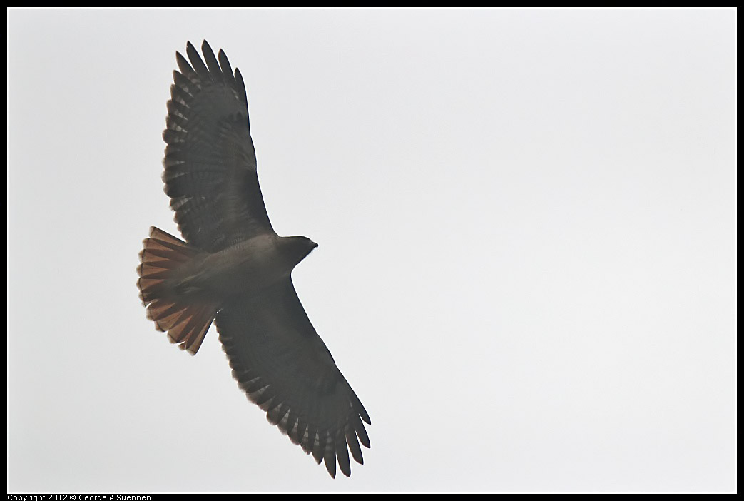 0210-121658-02.jpg - Red-tailed Hawk