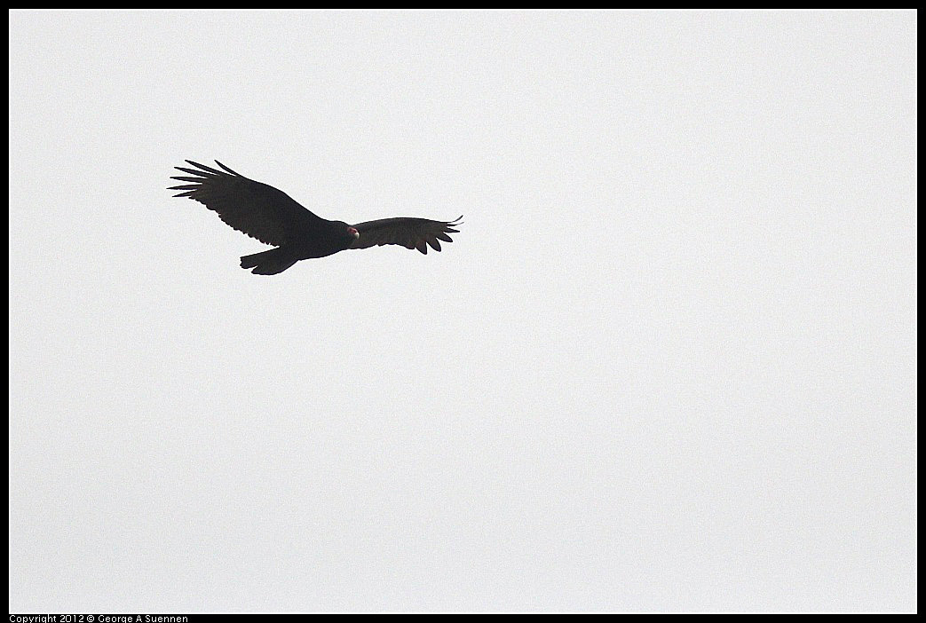 0210-121717-02.jpg - Turkey Vulture