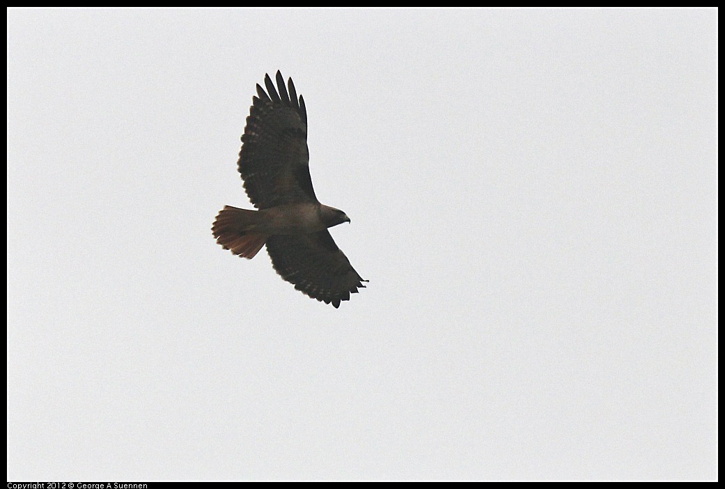 0210-121755-01.jpg - Red-tailed Hawk