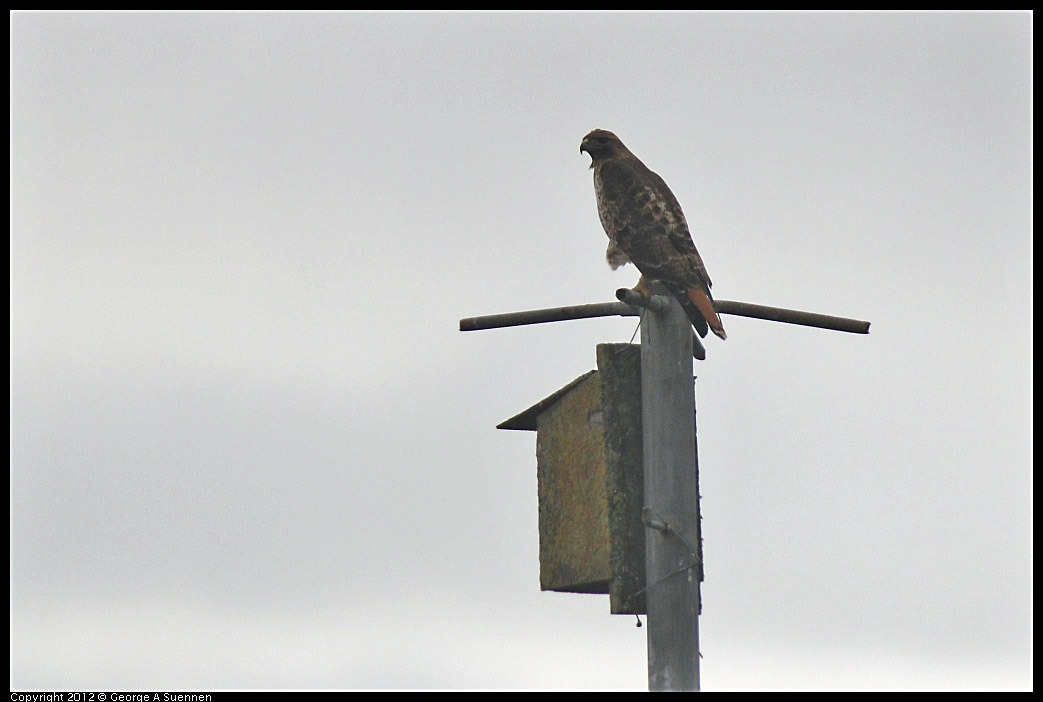 0210-125225-05.jpg - Red-tailed Hawk