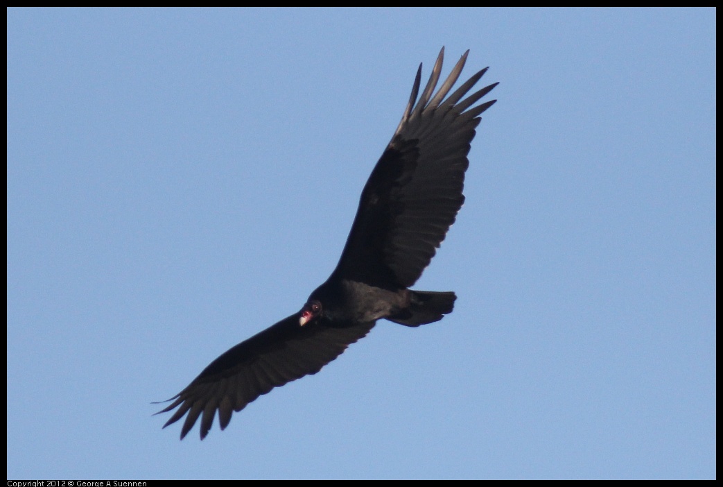 0211-153134-01.jpg - Turkey Vulture