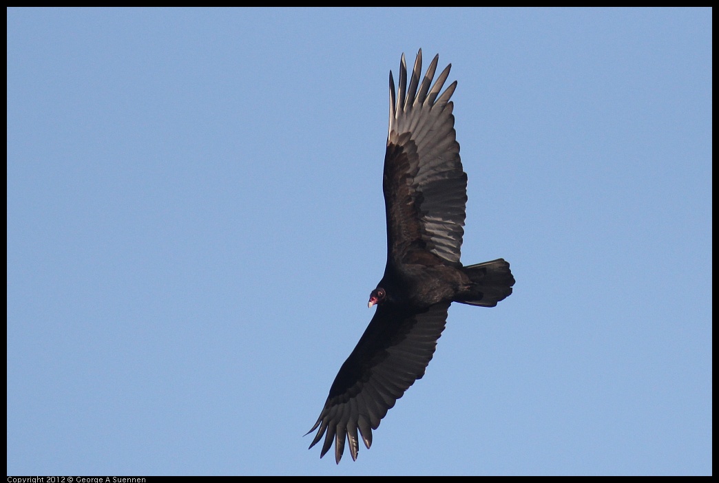 0211-153134-03.jpg - Turkey Vulture