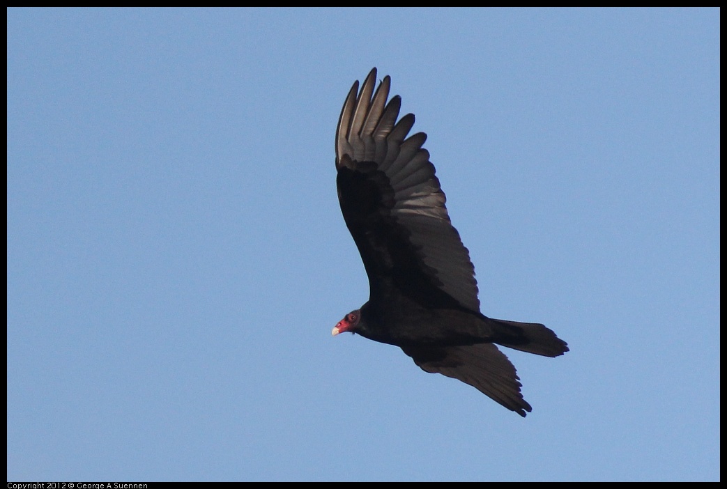 0211-153156-02.jpg - Turkey Vulture