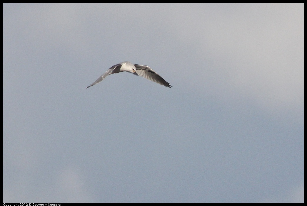 0211-155312-03.jpg - White-tailed Kite